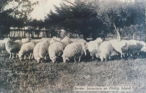 Border Leicesters on Phillip Island, 1940