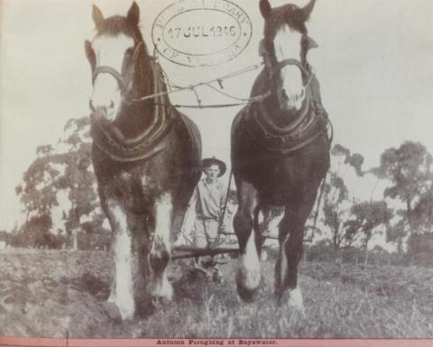 Autumn ploughing at Bayswater, 1946