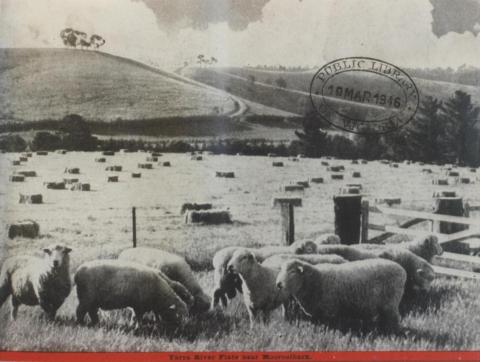 Yarra River flats near Mooroolbark, 1946