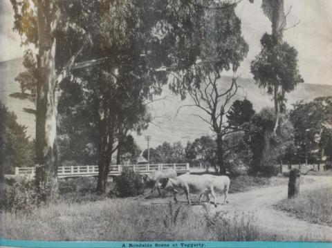 Roadside scene at Taggerty, 1946