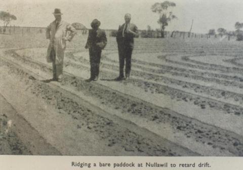 Ridging a bare paddock at Nullawil, 1945