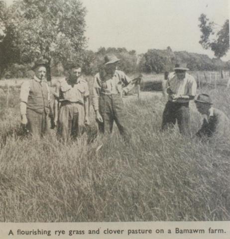 Pasture on Bamawm farm, 1946