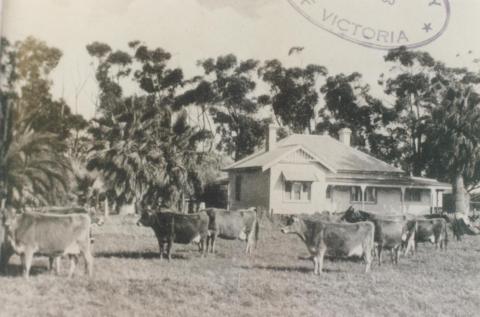 Dairy holding, Tongala, 1953