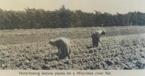 Hand-hoeing lettuce, Werribee, 1955