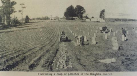 Harvesting potatoes, Kinglake district, 1951