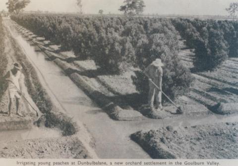 Irrigating young peaches 'Invergordon', 1963