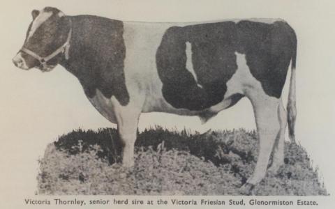 Herd sire at Victoria Fresian Stud, Glenormiston estate, 1963