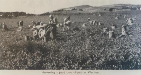 Harvesting peas, Warrion, 1963