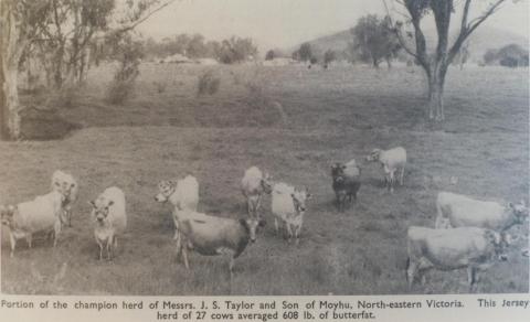 Champion Jersey herd, Moyhu, 1964