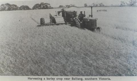 Harvesting barley near Balliang, 1965