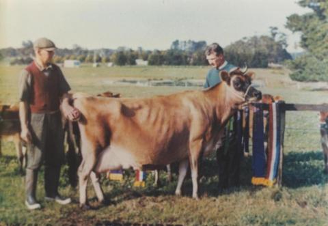 Winner 1965 Royal Show from Lyndhurst Jersey Stud, 1966