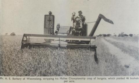 Mallee championship crop, Woomelang, 1956