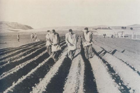 Onion planting, Alvie, 1956