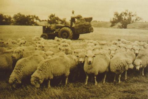 Hand feeding sheep, Little River, 1960