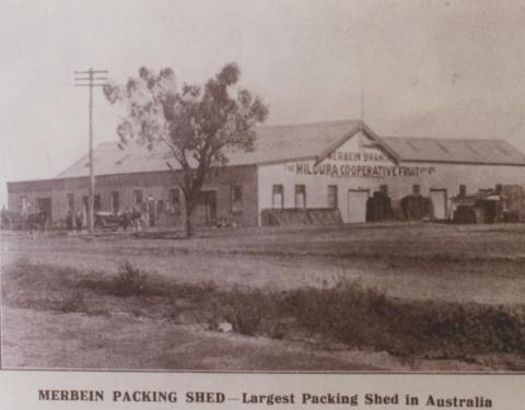 Merbein packing shed, Mildura, 1917