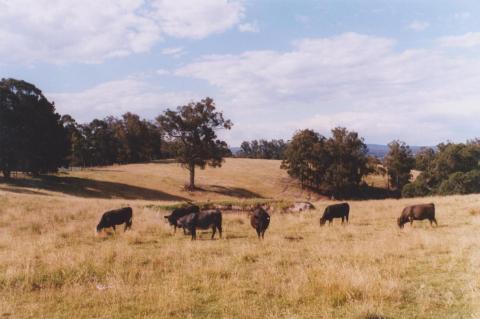 Cattle, Newmerella, 2011