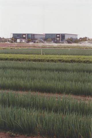 Market Garden, Heatherton, 2011