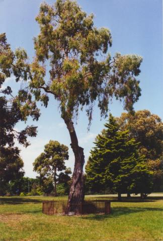 Scarred Tree, Yarra Park, 2000