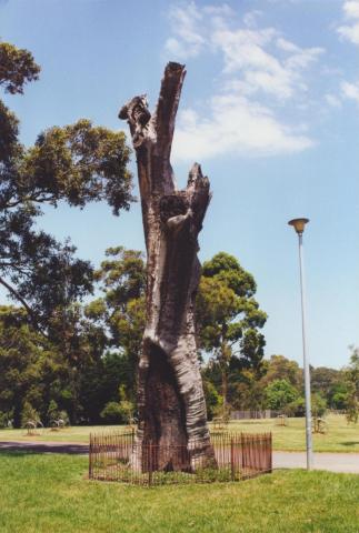 Scarred Tree, Yarra Park, 2000