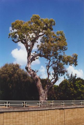 Aboriginal Tree, St Kilda, 2000