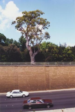 Aboriginal Tree, St Kilda, 2000