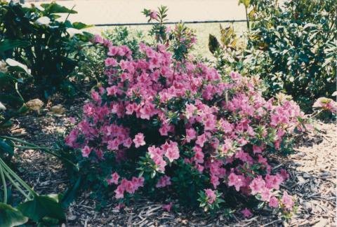 Azaleas, Jasper Road, Bentleigh, 1980