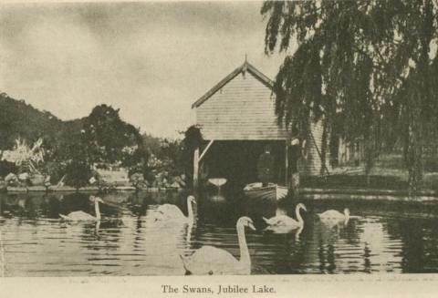 The swans, Jubilee Lake, Daylesford