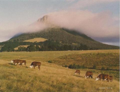 Cattle grazing in front of Mt Sturgeon, Dunkeld