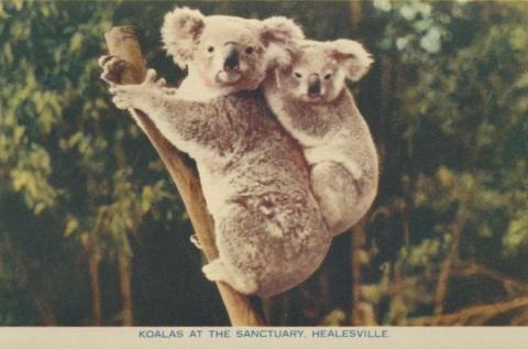 Koalas at the Sanctuary, Healesville