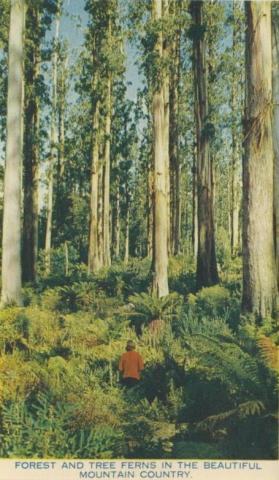 Forest and tree ferns in the beautiful mountain country, Healesville