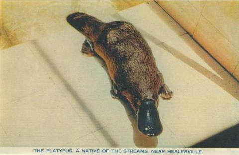 The platypus, a native of the streams, near Healesville