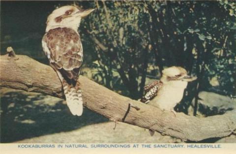 Kookaburras in natural surroundings at the Sanctuary, Healesville