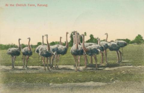 At the Ostrich Farm, Kerang