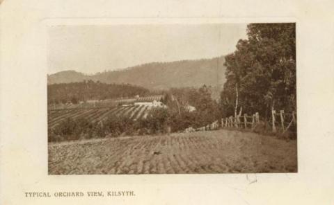 Typical Orchard View, Kilsyth, 1910