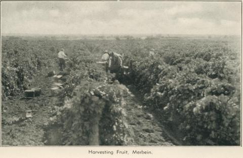 Harvesting fruit, Merbein