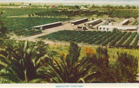 Irrigated Vineyard, Mildura