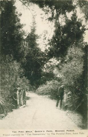 The Pine Walk, Queen's Park, Moonee Ponds, 1905