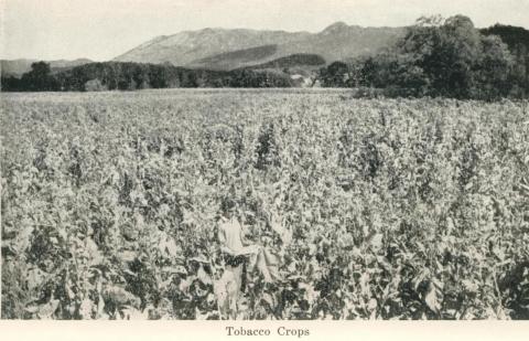 Tobacco Crops, Myrtleford