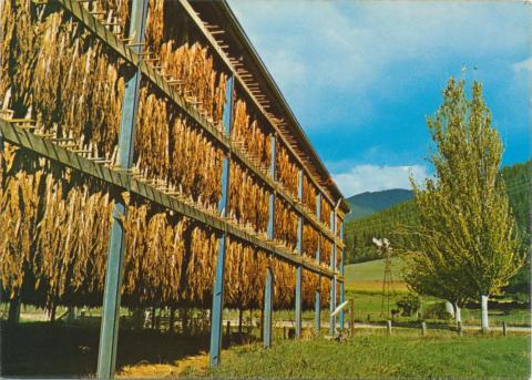 Tobacco drying on a farm near Bright