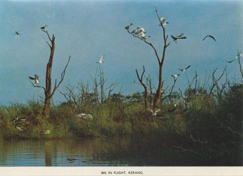 Ibis in flight, Kerang, 1975