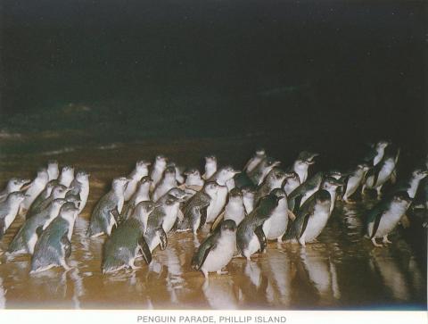 Penguin Parade, Phillip Island