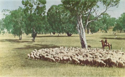 Herding sheep, Robinvale, 1966