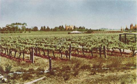 Irrigated vineyard, Robinvale, 1966