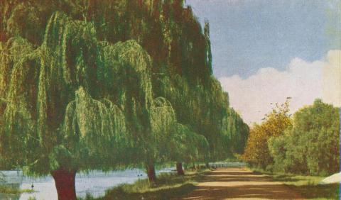 Willows around Lake Guthridge, Sale, 1956