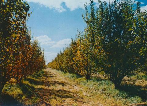 Fruit Trees at a Shepparton Orchard