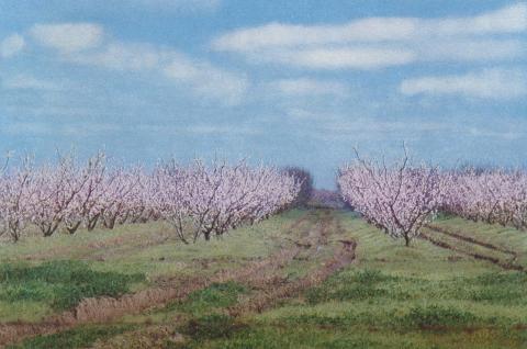 Fruit Trees in blossom, Shepparton