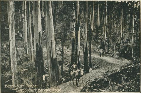 Black-butt Timber on Mt Fatigue Road, Toora, 1909