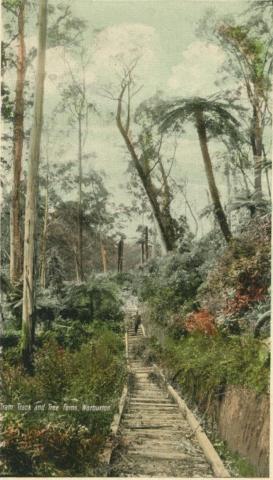 Tram track and tree ferns, Warburton