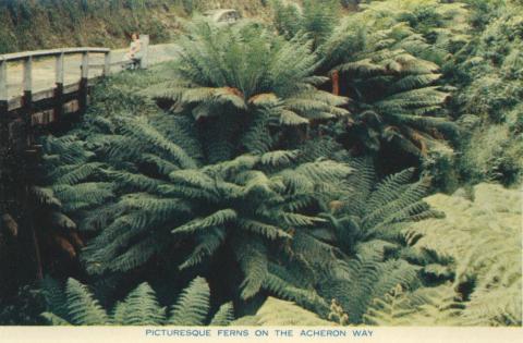 Picturesque ferns on the Acheron Way, Warburton