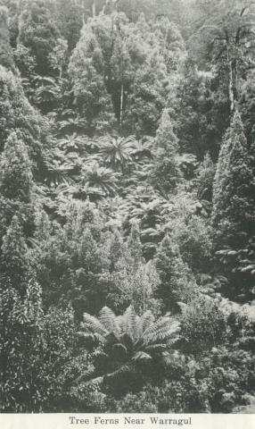 Tree ferns near Warragul